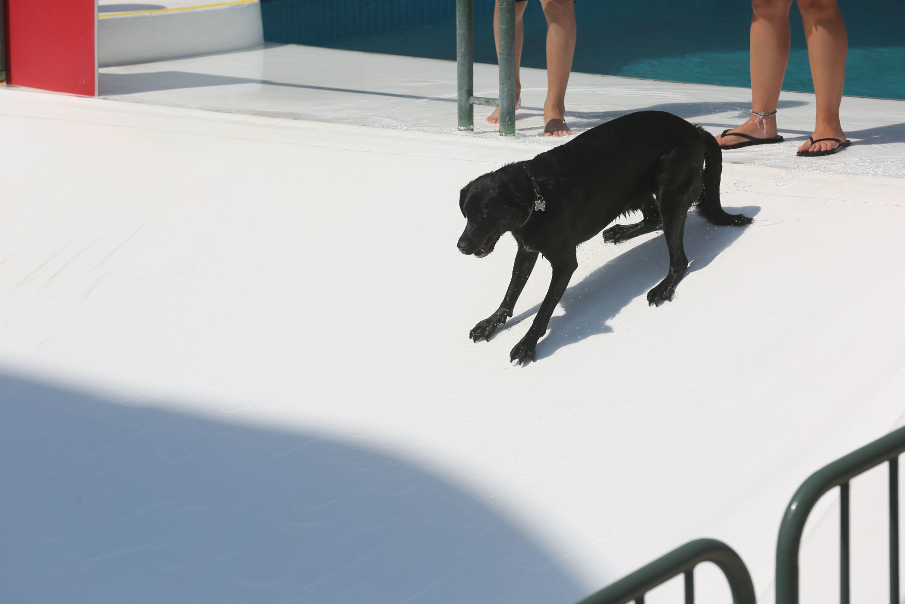 090919_gal_WWdogs (7)